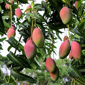 Mango Optical Sorter