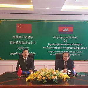 Cambodia's first batch of mango exports to China set off today