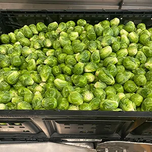 Clasificadora de coles de Bruselas