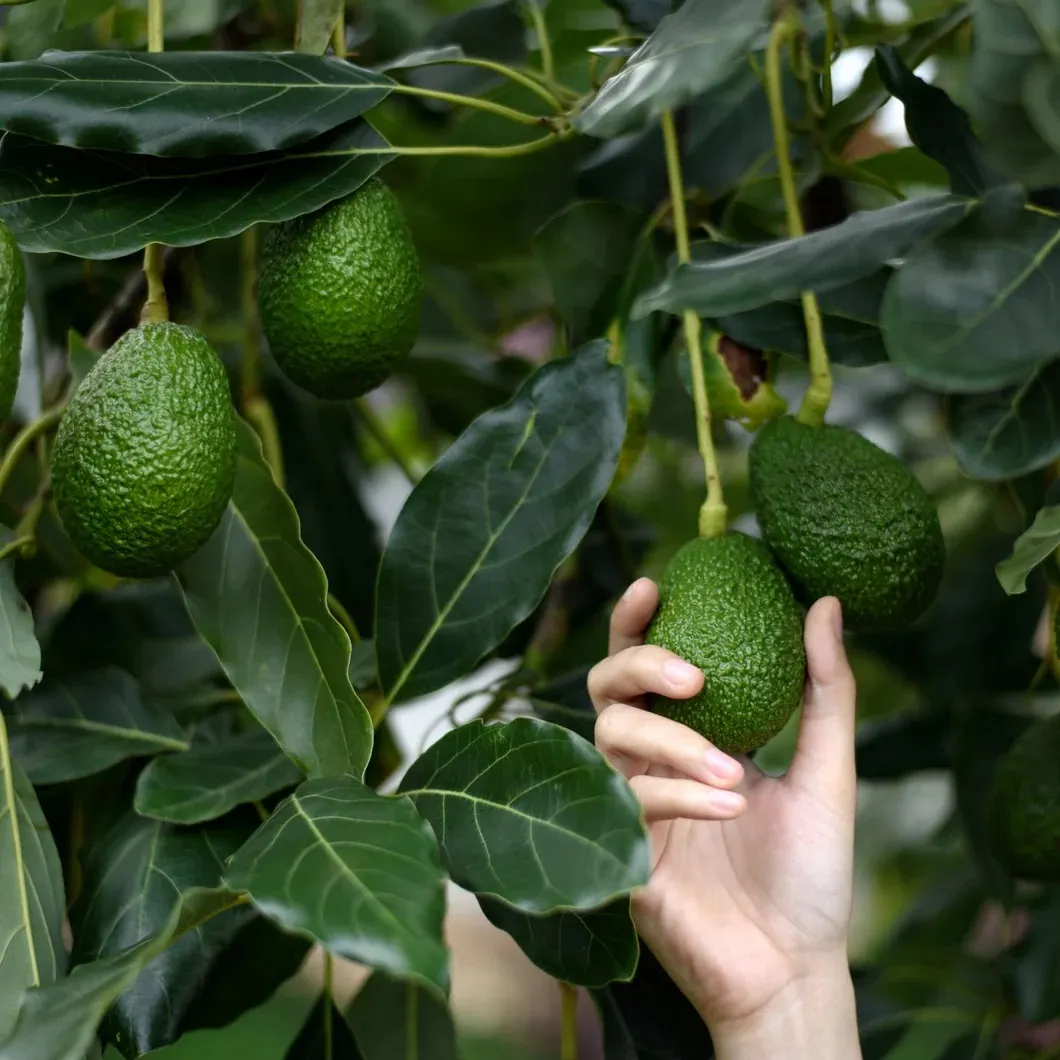 Zimbabwean Avocados Secure China Market Access