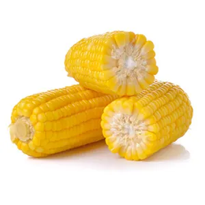 Rain-Delayed Sweet Corn Planting Ends in Higher-Than-Expected Yield