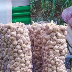 Nuevas variedades de ajo introducidas en Perú para lograr mayores rendimientos en meses más cortos