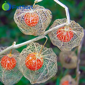 Can strange looking fruit attract consumers