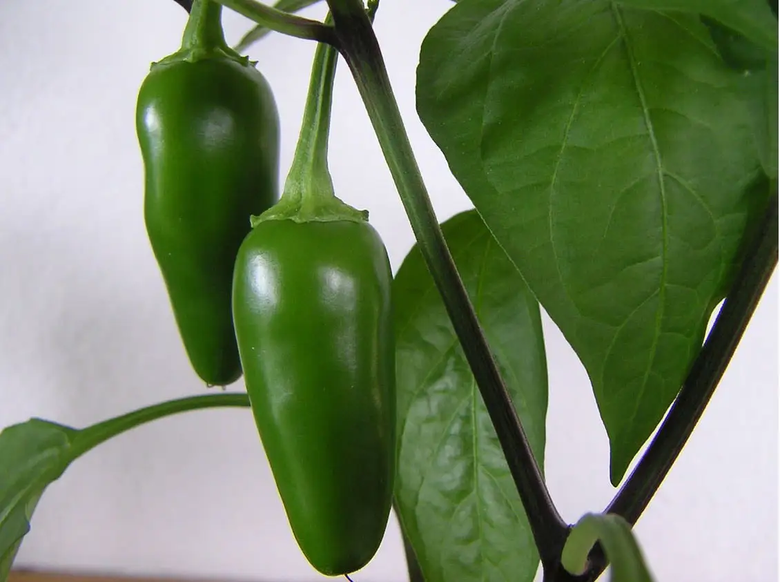 Jalapenos grader new vegetable,professional machinery