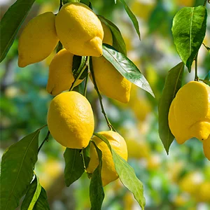 Uzbekistan lemons approved for export to China