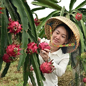 Fruits have been delivered to Wenzhou Port China