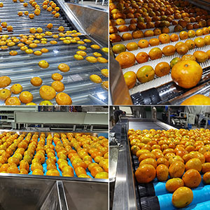 Automatic orange sorting equipment , orange grading machine, orange grader, orange sorter, orange cleaning sorting machine, orange sizer, orange sizing machine