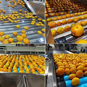 Automatic orange sorting equipment