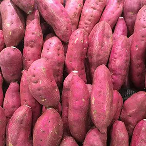 Comentarios de los clientes la línea de la clasificadora de batata.