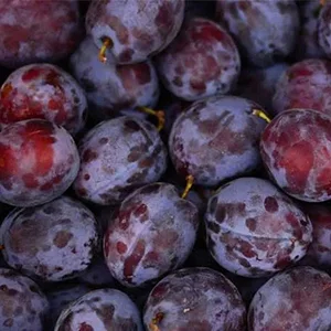 Plum grading machine may be very marketable in Chile