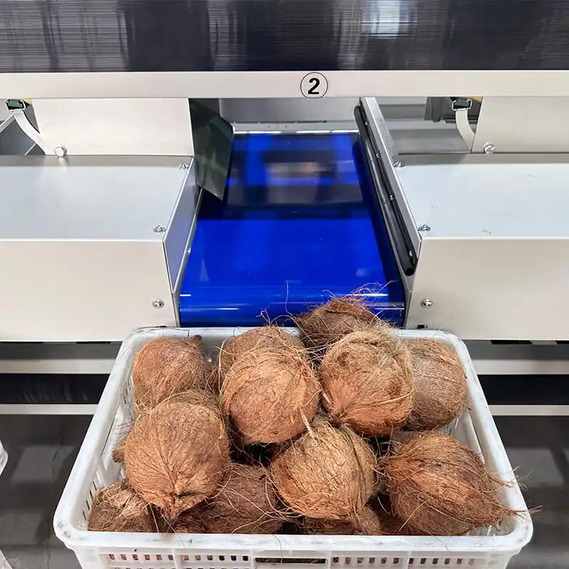 How Fstsort Coconut Sorters Optimize Production Lines in Côte d'Ivoire