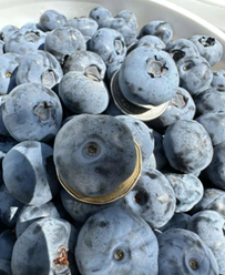 Blueberry sorting machine，blueberry season，FstSort sorting machine，blueberry grader，blueberry sizing machine