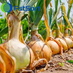 Onion -A New Luxury in the Philippines​