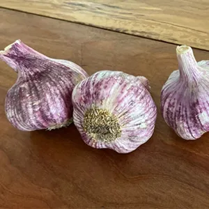 El ajo chileno tiene una buena cosecha esta temporada