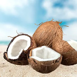 Coconut sorting machine