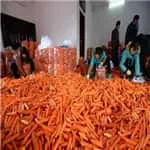 Carrot grader from Zhengzhou first Industry
