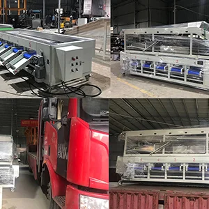 Litchi and longan are expected to have a good harvest