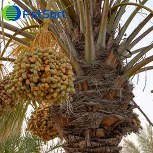 The Upcoming “Cyclone” Of Jujube Grading Equipment In The Middle East