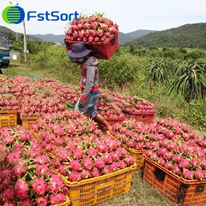 Vietnamese dragon fruit farmers reap profits from soaring prices