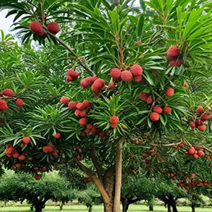 From Orchard to Overseas: How Fstsort’s Sorter is Sweetening the Deal for Vietnamese Lychee Farmers