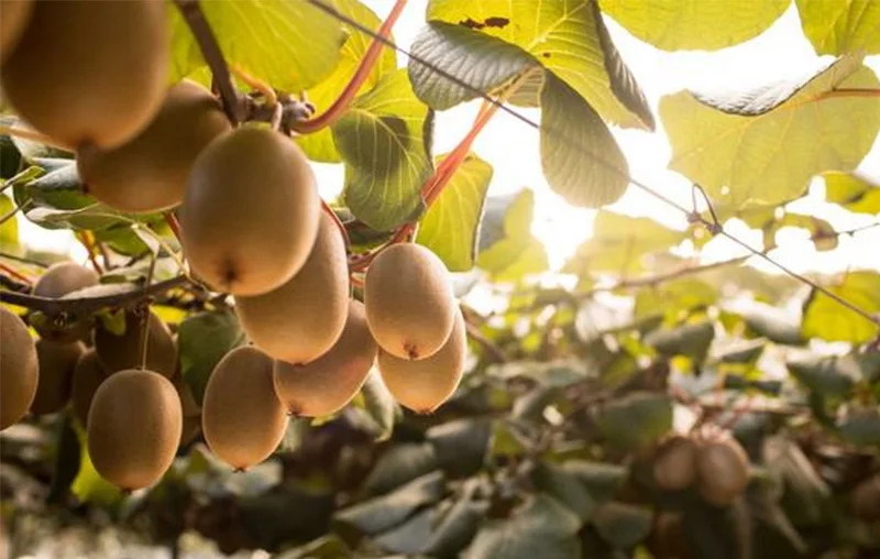 New Zealand Kiwifruit