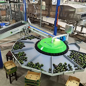 Avocado Grading Sorting Line