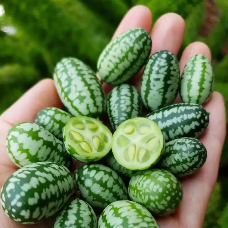 Cucamelons Sorting Equipment