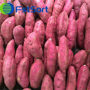 Global Market Report on Sweet Potato