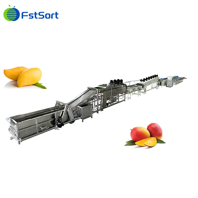 How are mangoes selected and graded