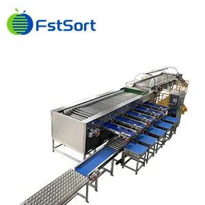 Cherry tomatoes sorting and packing solutions