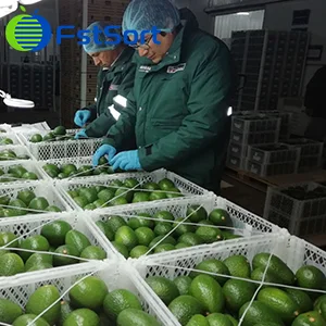 Peruvian avocado exports grow steadily