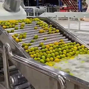 La mercado de cítrico, la máquina para cítrico