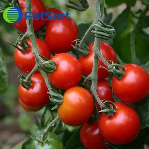 Procesamiento Automático de Tomates Cherry