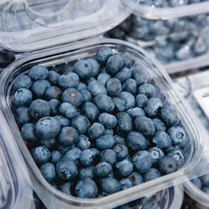 Canadian blueberries usher in a rising period, blueberry sorting is necessary