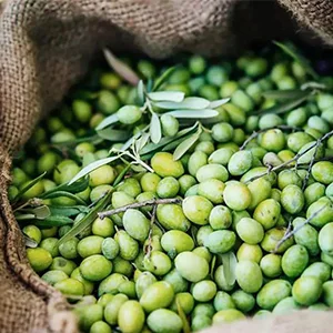 The effects and functions of olive fruit