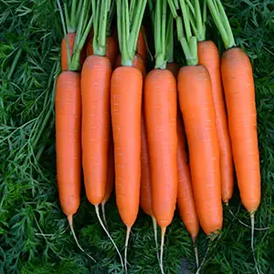 The Controller Container of Carrot Sorting Machine