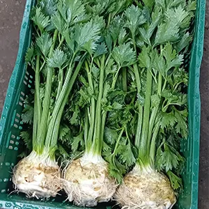 Cleaning Celery Roots: The Drum Washing Method