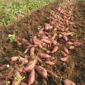 Planting tips for sweet potato