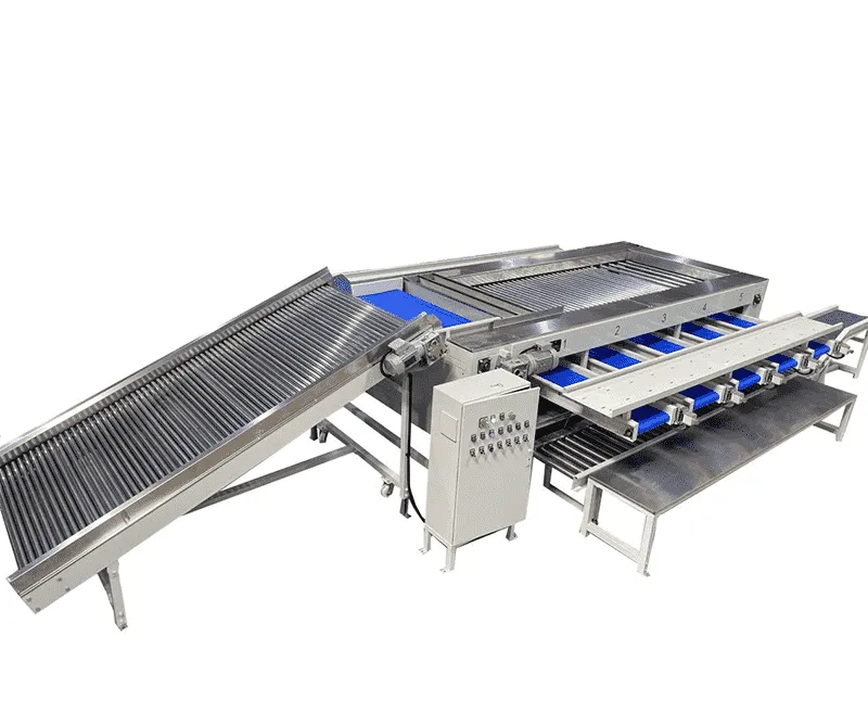 How lychee are harvest and processed in China