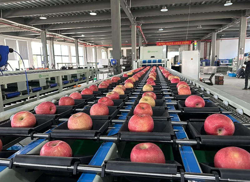 Sorting 3000kg of fresh apples in 1 hour- Visual sorting technology to help you
