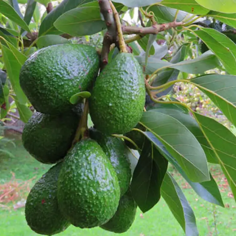 Mexican avocado production will increase in 2024