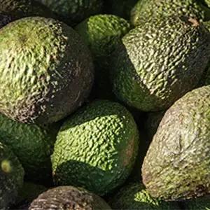 Mexico's avocado exports rise against the trend