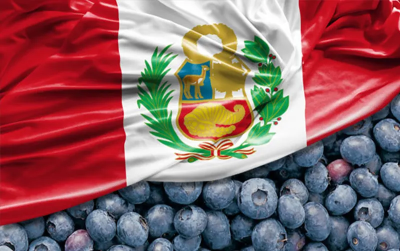 Peru's total blueberry shipments up 4.1 percent in 2024/25 season