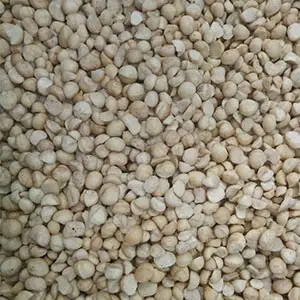 Macadamia grading machine