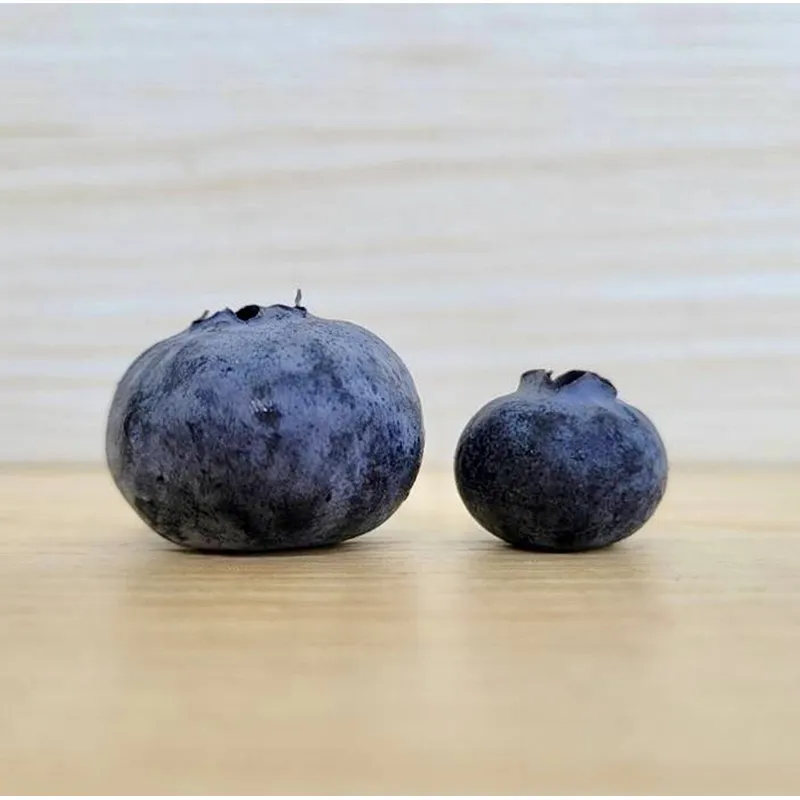 Are blueberries sorted by hand or machine
