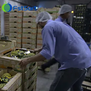 Pineapple packing line