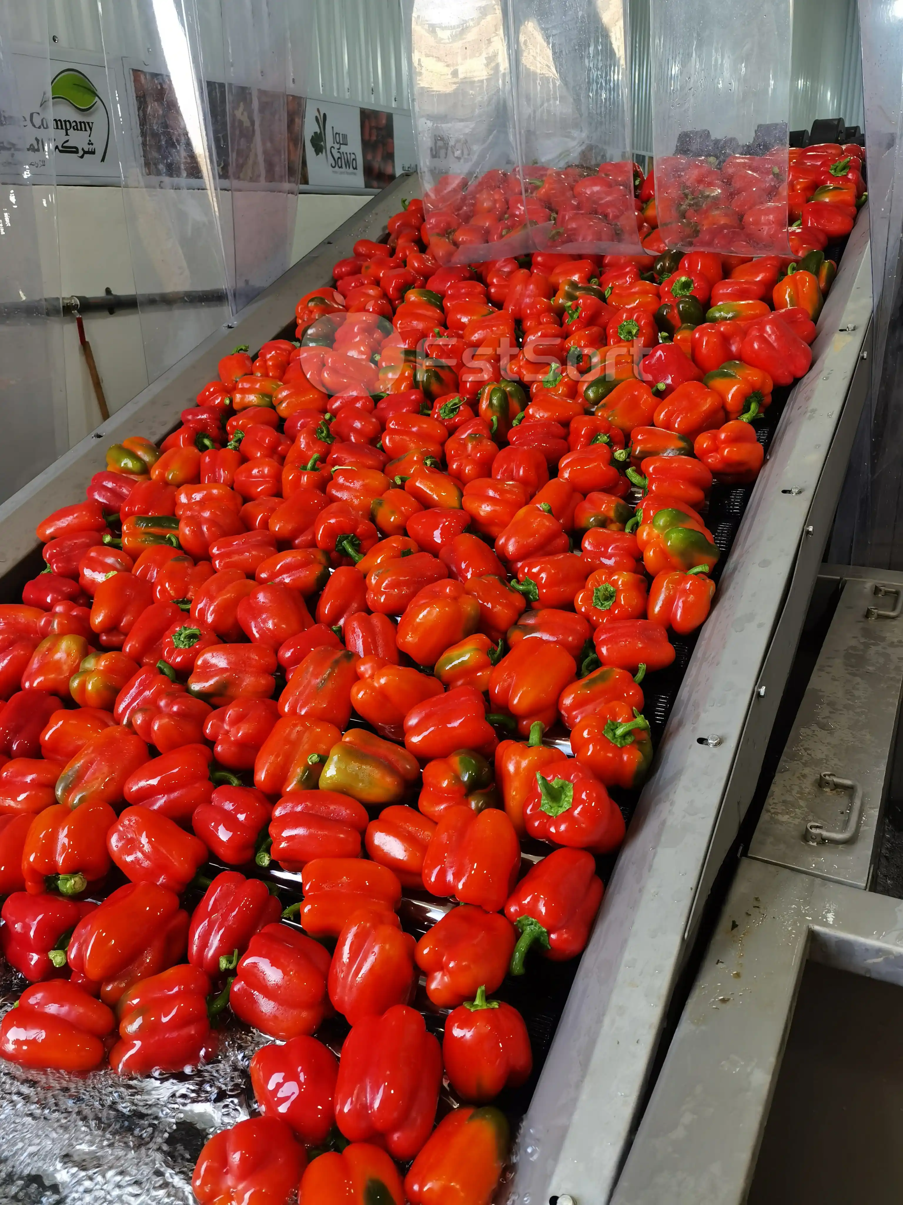 Bell pepper sorting lines popular in Jordan