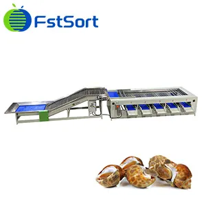 Topshell Snail Grading Machine