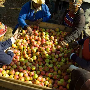 South Africa's apple supply chain faces huge pressure