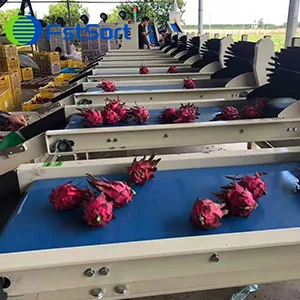 Dragon fruit packing line